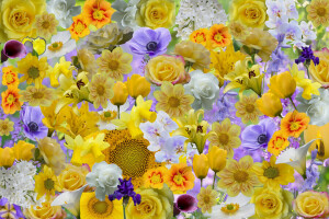 collage, flores, iris, pétalos, Rosa, girasol