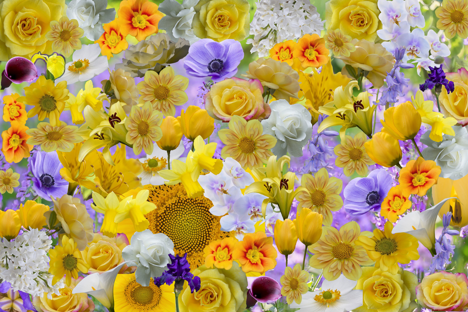 flowers, rose, petals, collage, sunflower, iris