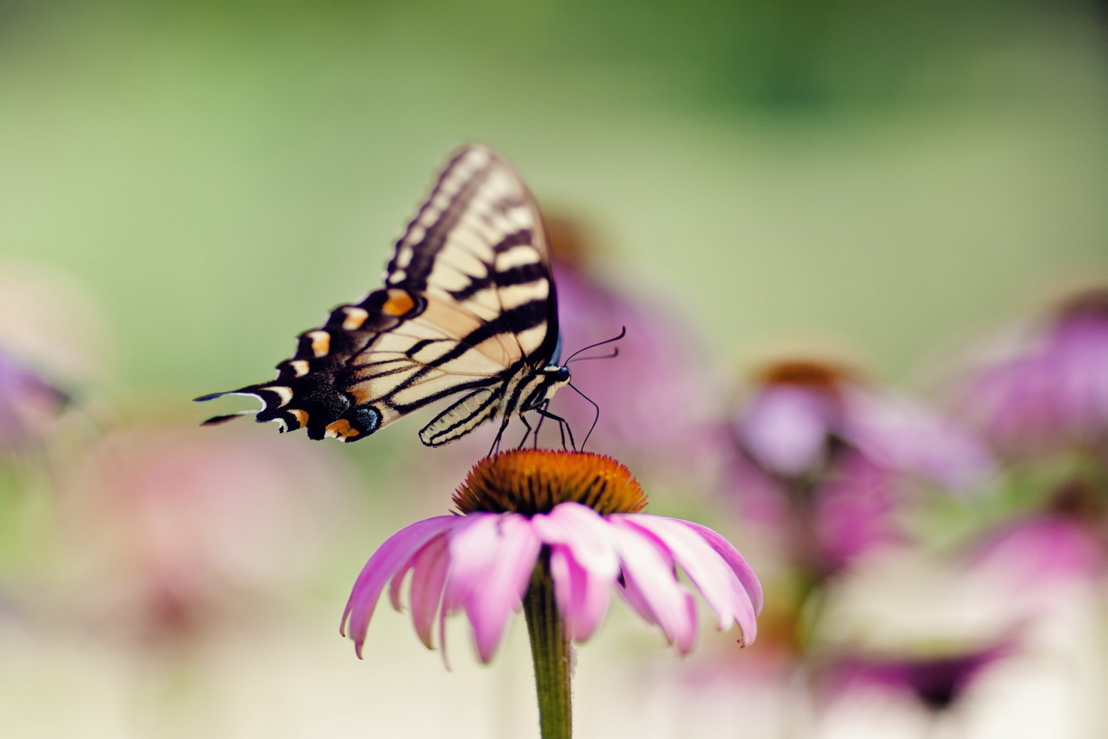 Sommer-, Makro, SCHMETTERLING, Blume