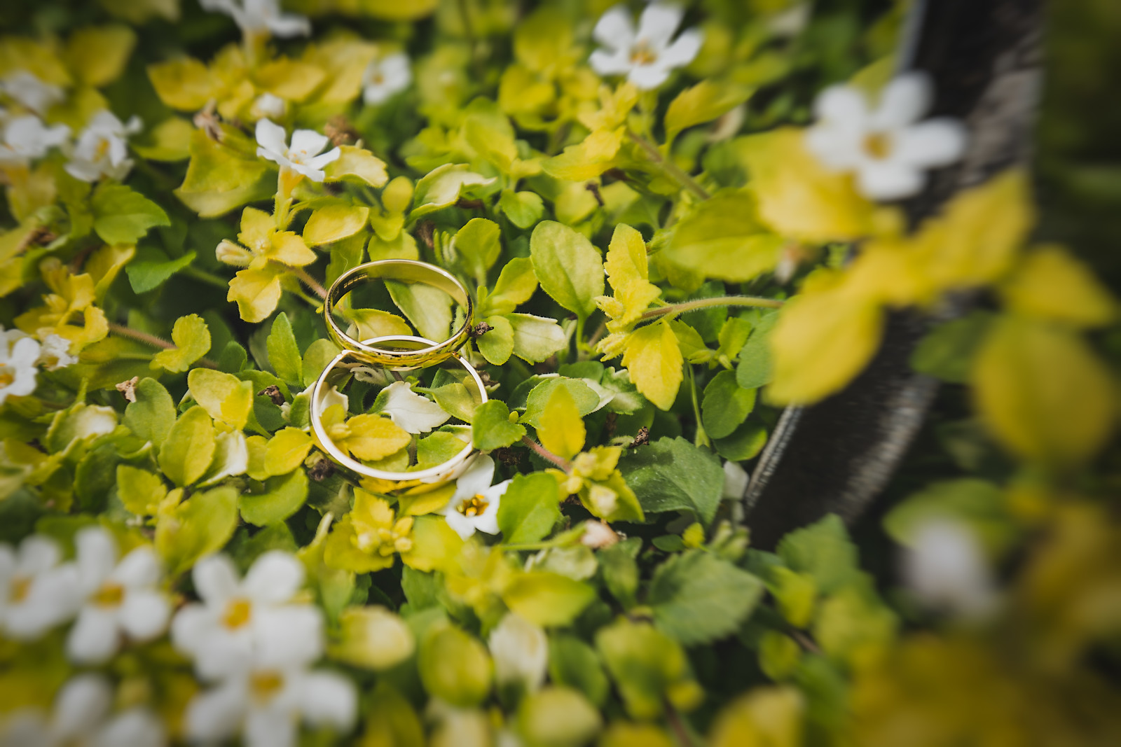 hojas, anillo, pétalos blancos