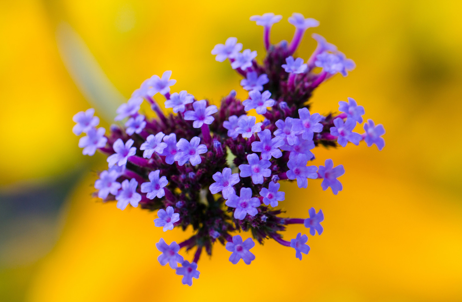 Natur, Blumen, Blütenblätter, Blütenstand