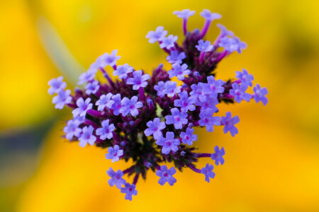 fleurs, inflorescence, la nature, pétales