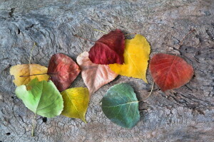 Herbst, herbstliche Farben, Fallen, Blätter