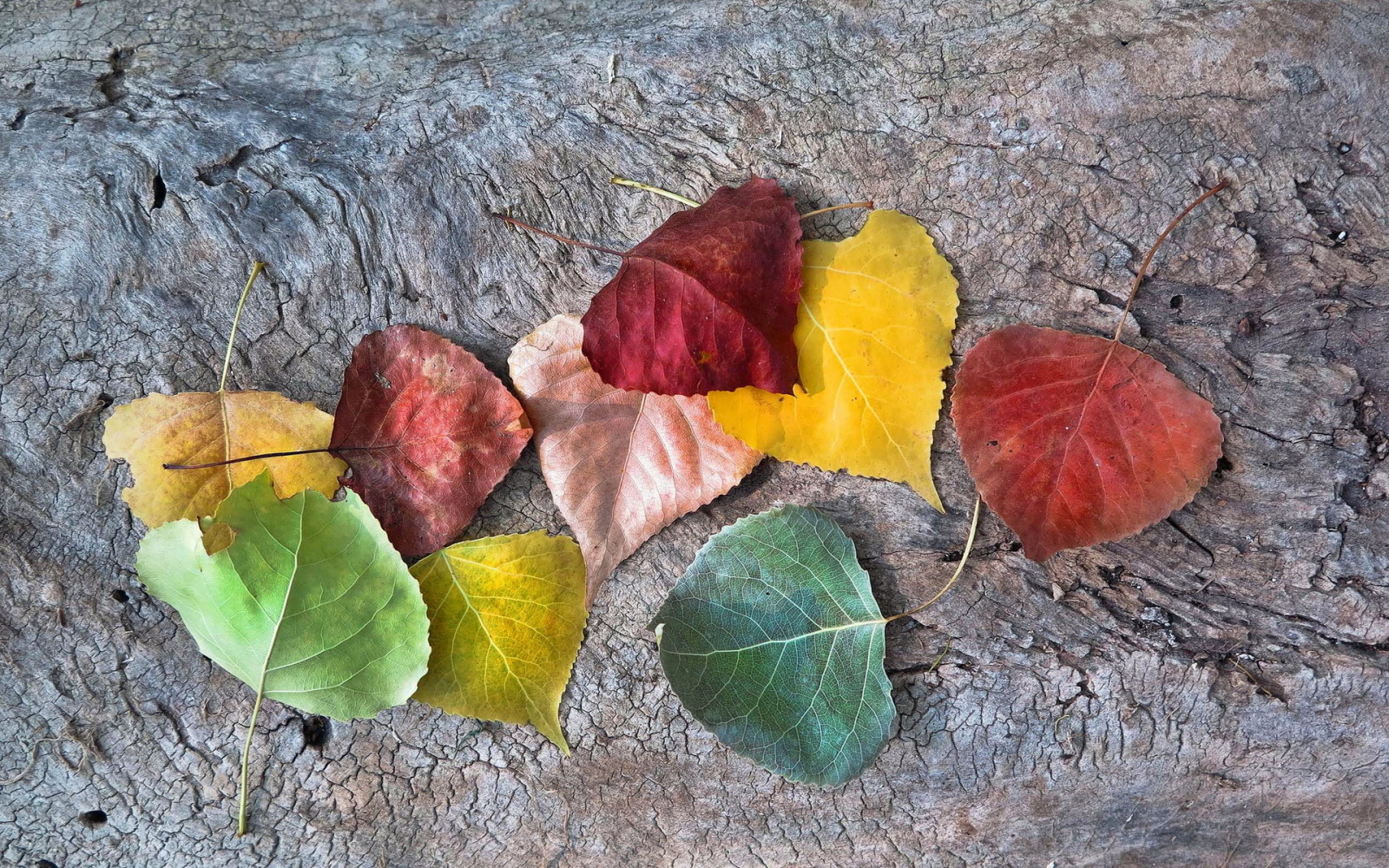 l'automne, feuilles, Tomber, couleurs automnales