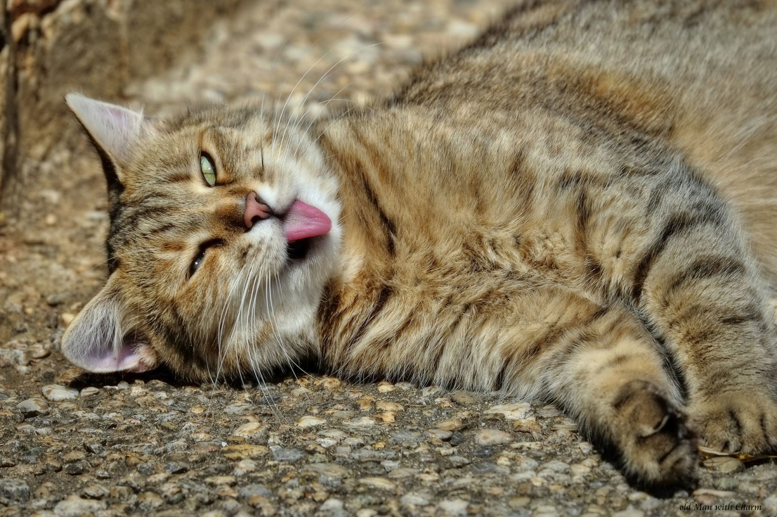 gato, língua, calafrio, preguiçoso