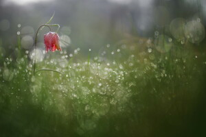 flor, naturaleza, Rosa