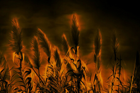 background, nature, night, reed