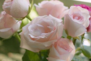 bouquet, bourgeons, des roses, tendresse