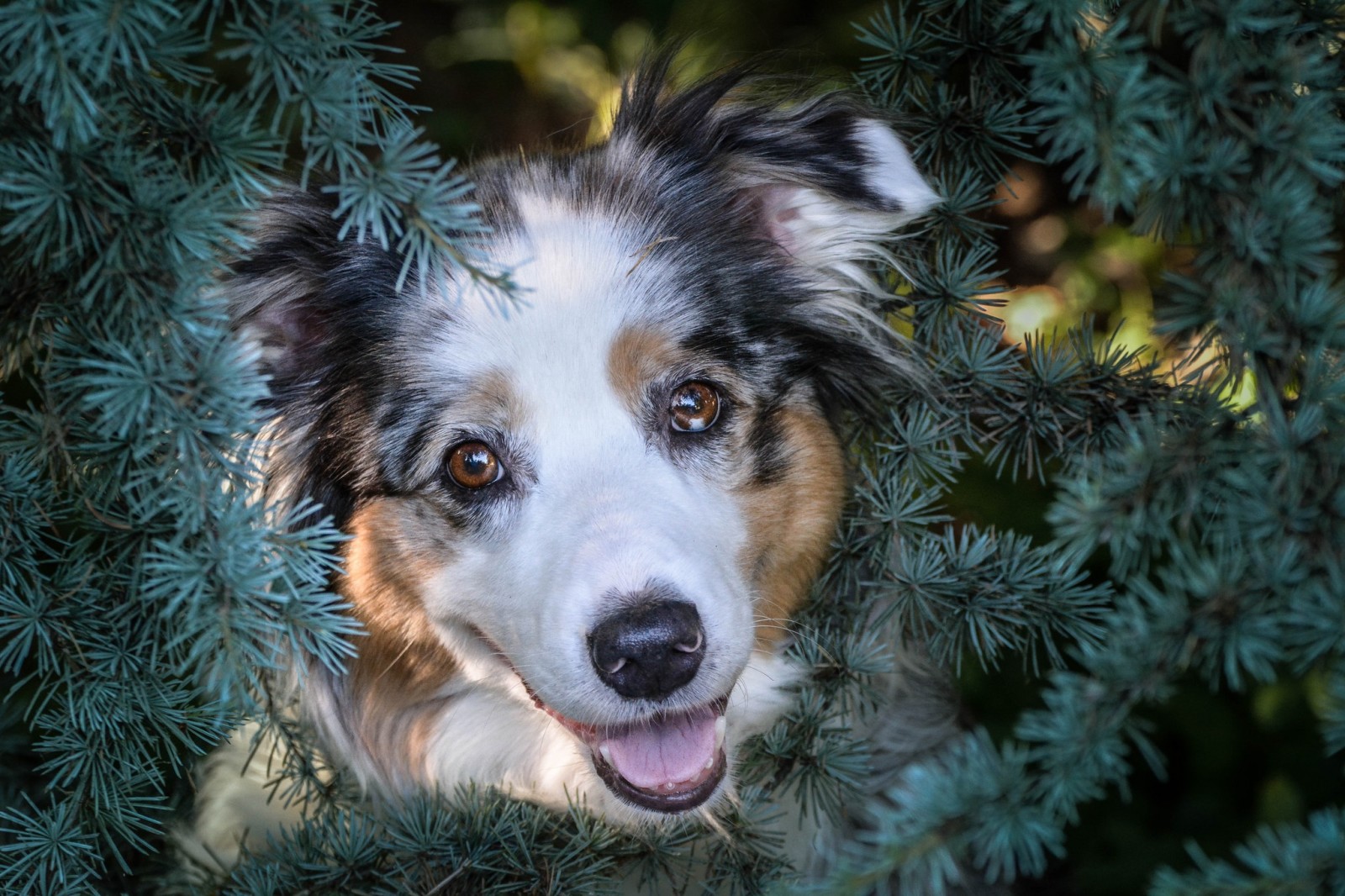 dog, puppy, spruce, Twigs