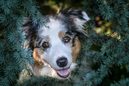 hund, hundehvalp, gran, Kviste