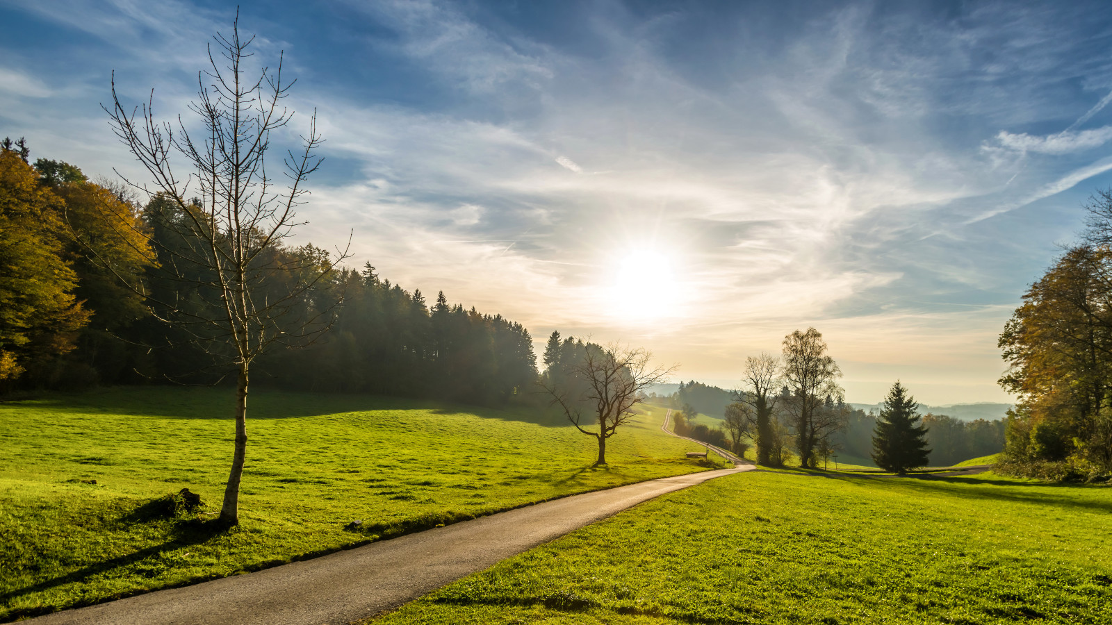 forêt, herbe, Le ciel, été, route, des arbres, légumes verts, champ