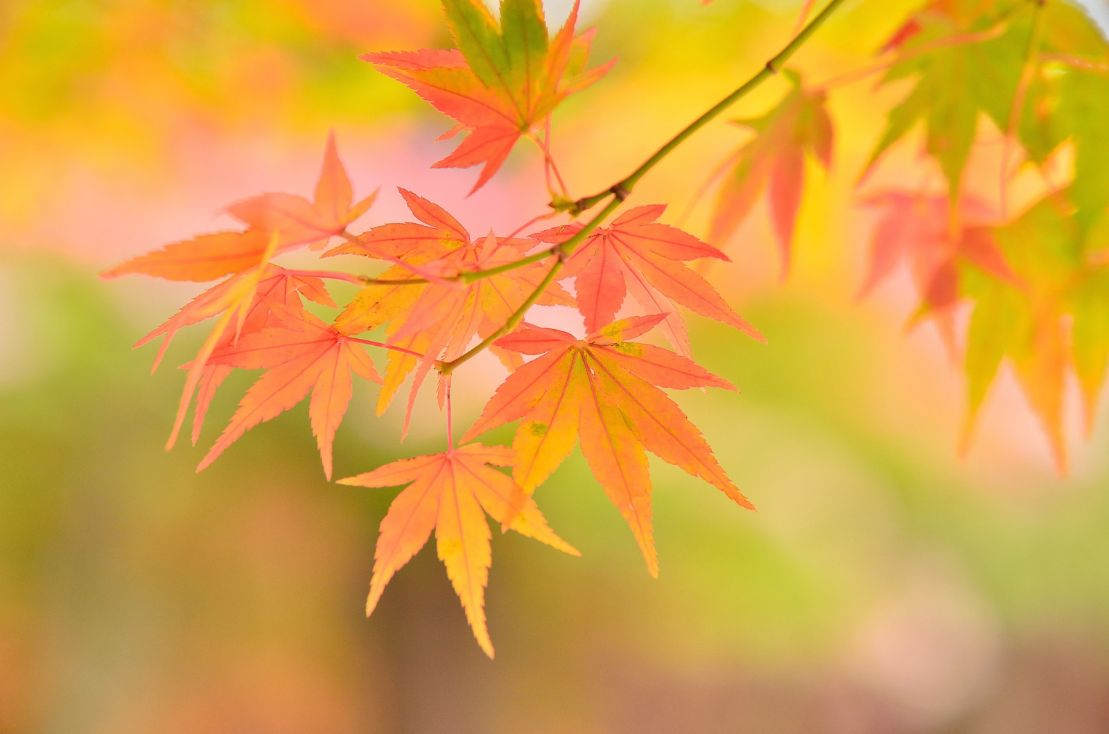 otoño, macro, hojas, rama, arce