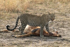 antílope, carcaça, gato, Caçando, Leopardo