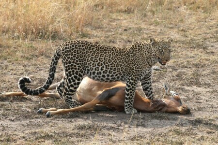 antilope, carcassa, gatto, a caccia, Leopardo