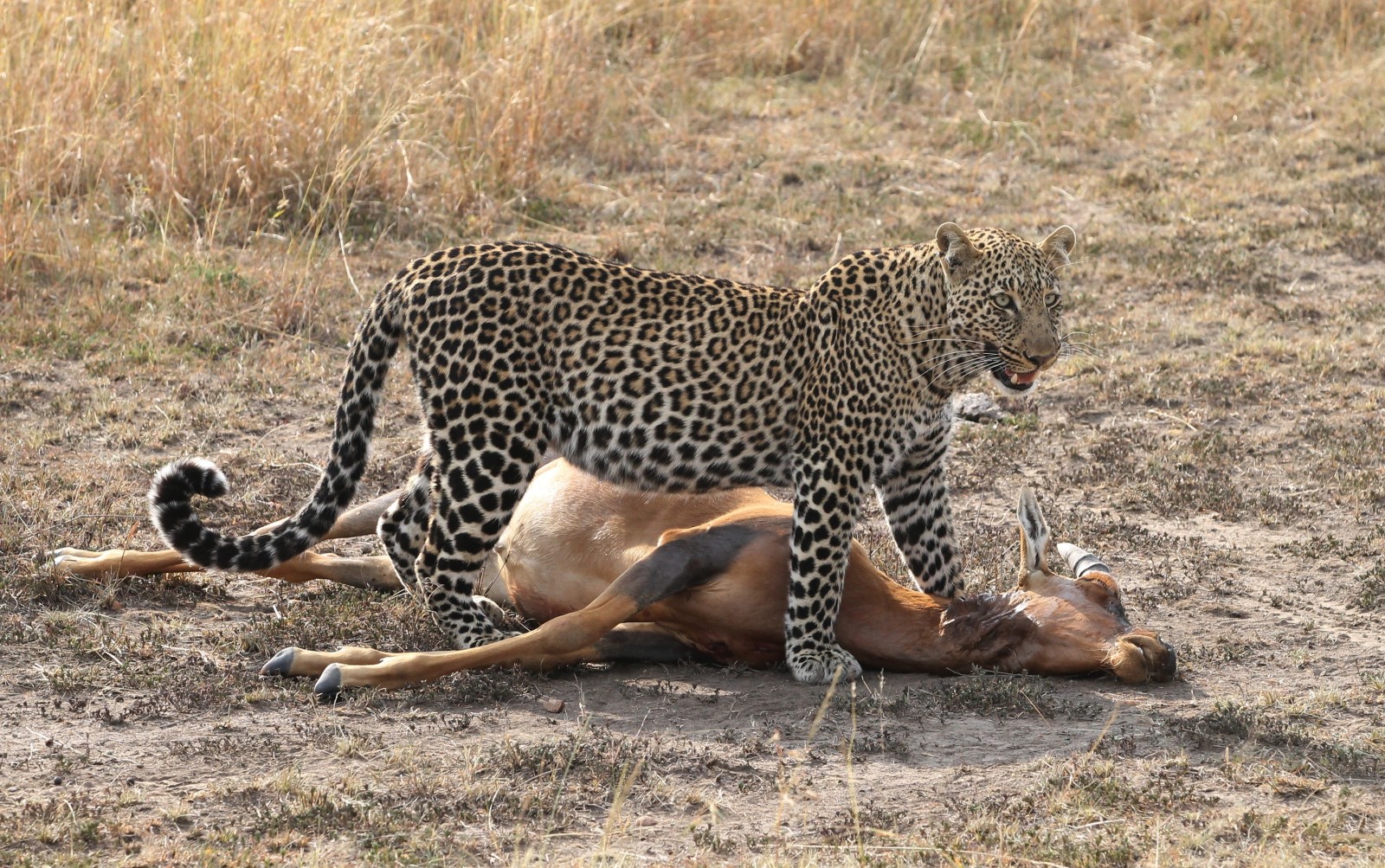 katt, jakt, Leopard, antilope, skrott