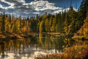 herfst, Woud, meer, natuur, bomen