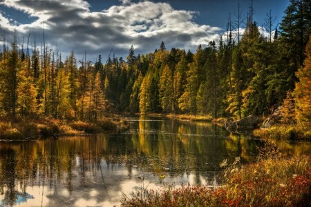 höst, skog, sjö, natur, träd