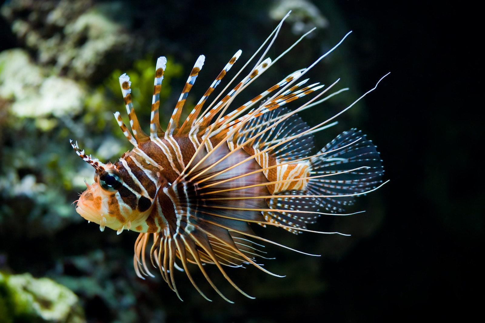 vis, lionfish, Pterois volitans