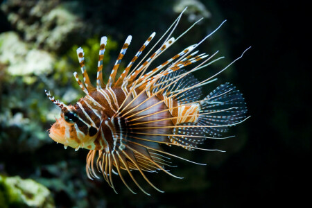 hal, lionfish, Pterois volitánok