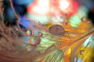 blade of grass, color, drops, pen, Rosa, water