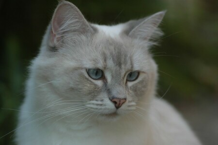 gatto, Guarda, museruola, Bambola di pezza