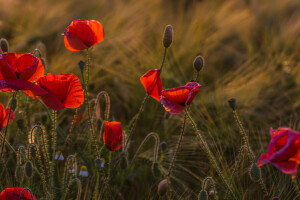 Feld, Blumen, Maki, Wiese, der Abend