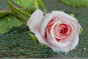 Bud, drops, macro, rose, water