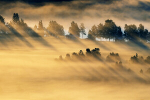 field, fog, light, morning