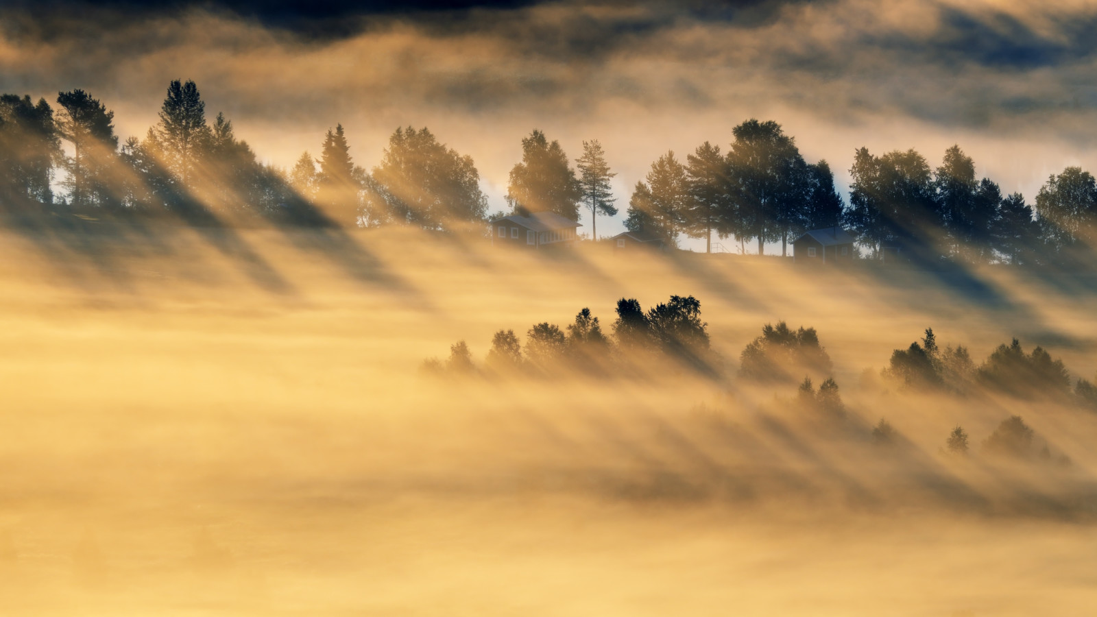 light, field, morning, fog