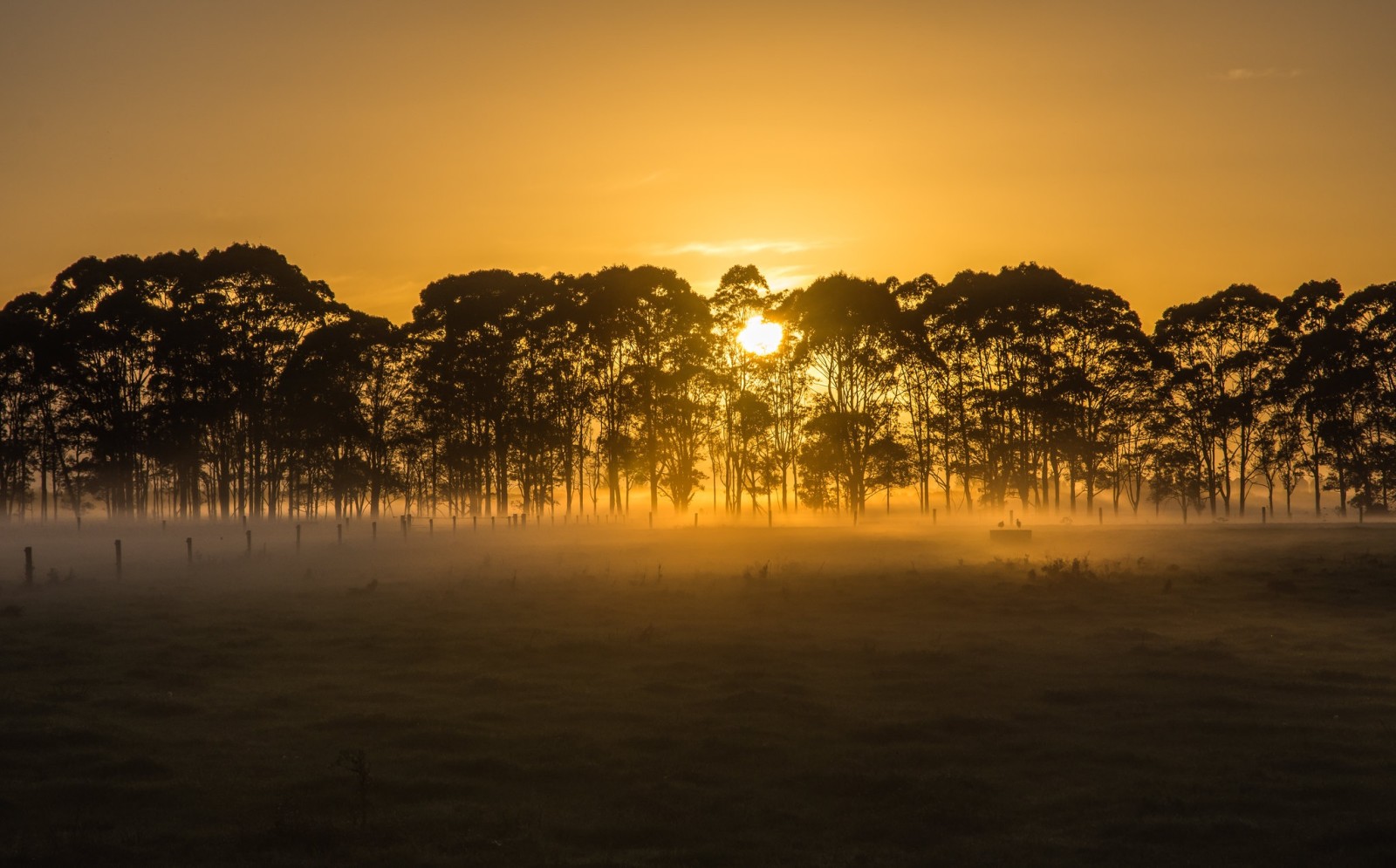 veld-, ochtend-, mist