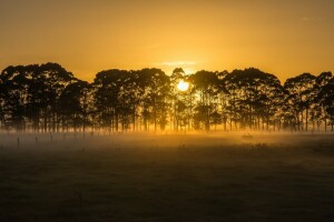 champ, brouillard, Matin