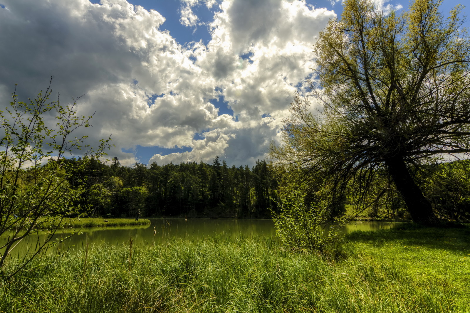 skog, gräs, himmelen, sommar, sjö, Strand, träd, Frankrike