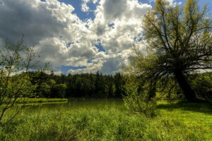 des nuages, pêcheur, forêt, France, herbe, Lac, rive, été