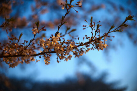 makro, luonto, Sakura, oksa, zvetiki