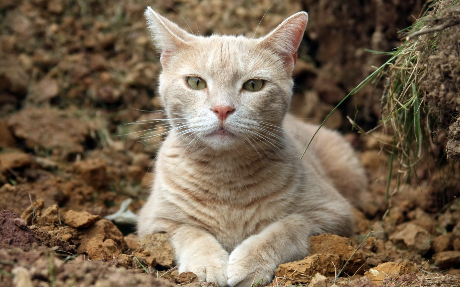 Guarda, sfondo, gatto