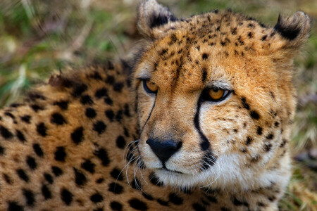 beist, Cheetah, se