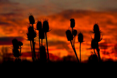 clouds, glow, macro, plant, stem, the sky