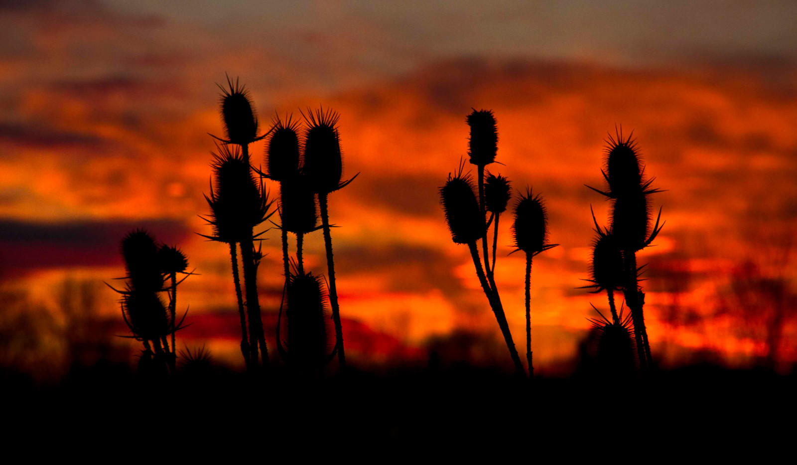 Le ciel, macro, plante, des nuages, lueur, tige