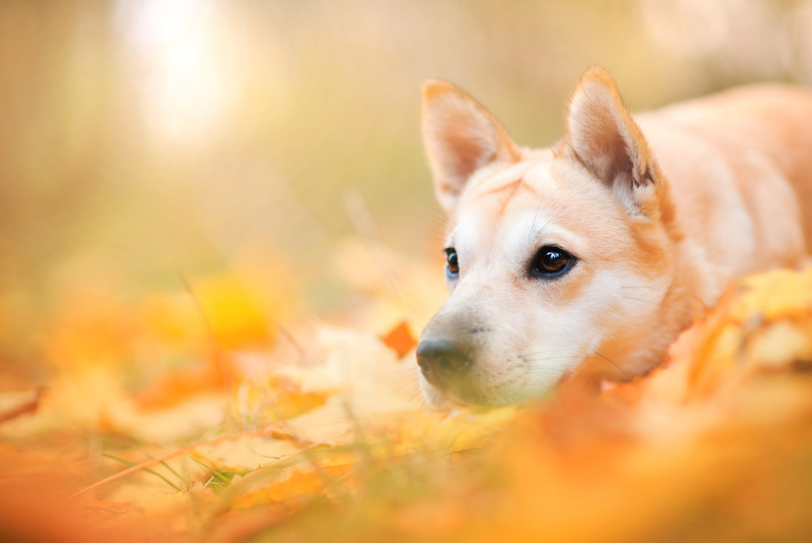 outono, natureza, cachorro, face, Animal, folhas