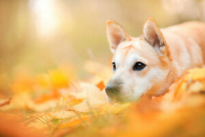 Animal, outono, cachorro, face, folhas, natureza