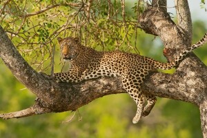 grenar, Leopard, på trädet, stanna kvar, träd, vild katt