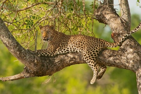 galhos, Leopardo, na árvore, fique, árvore, gato selvagem