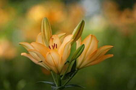 buds, flowers, Lily, orange