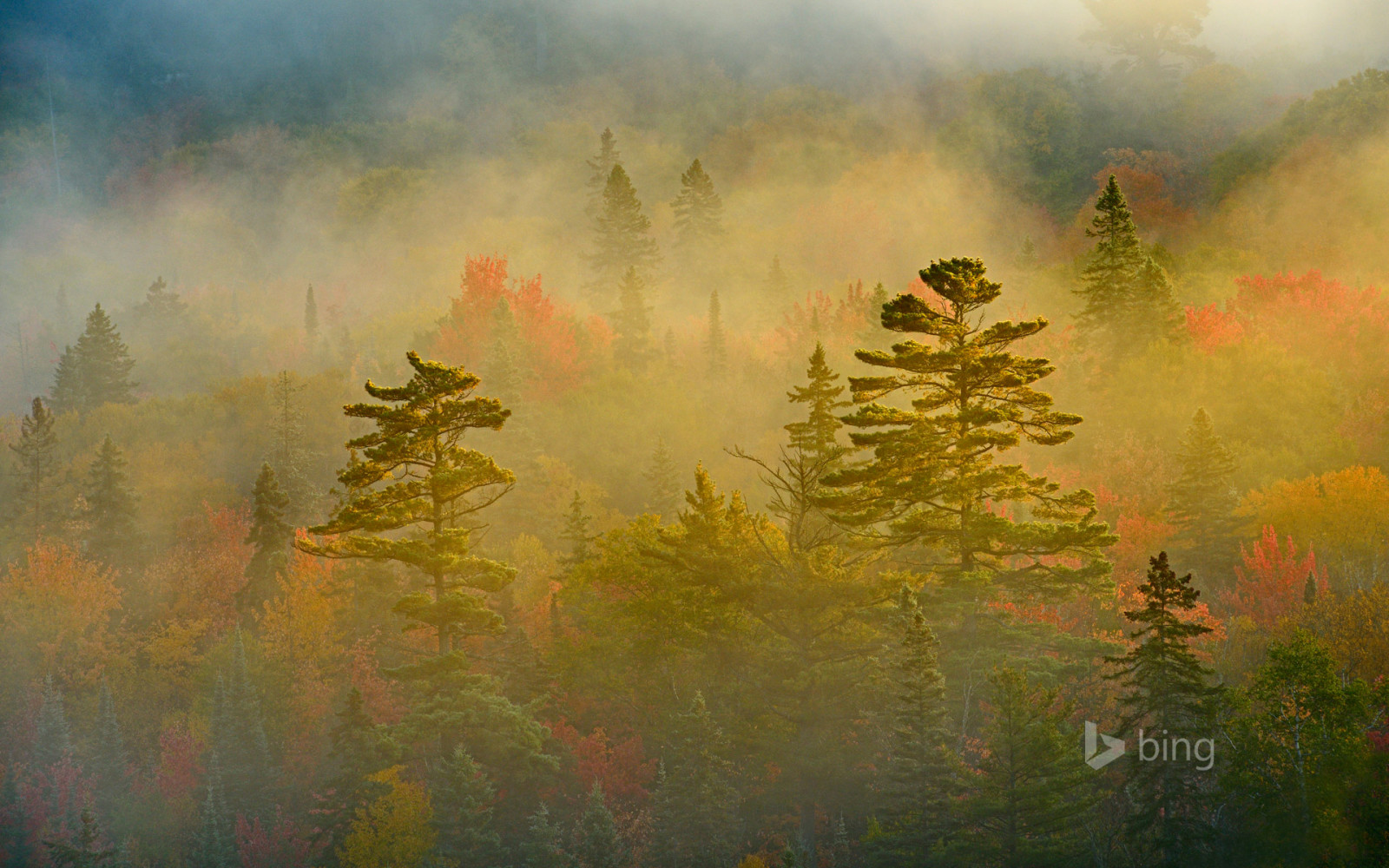 l'automne, forêt, Canada, brouillard, Ontario