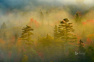 l'automne, Canada, brouillard, forêt, Ontario