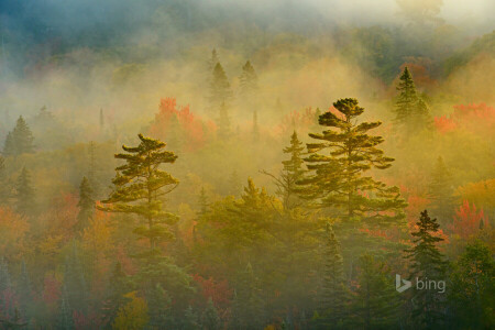 otoño, Canadá, niebla, bosque, Ontario