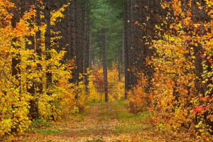 otoño, claro, bosque, paisaje, hojas, la carretera, arboles