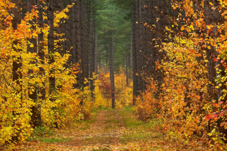 autumn, clearing, forest, landscape, leaves, road, trees