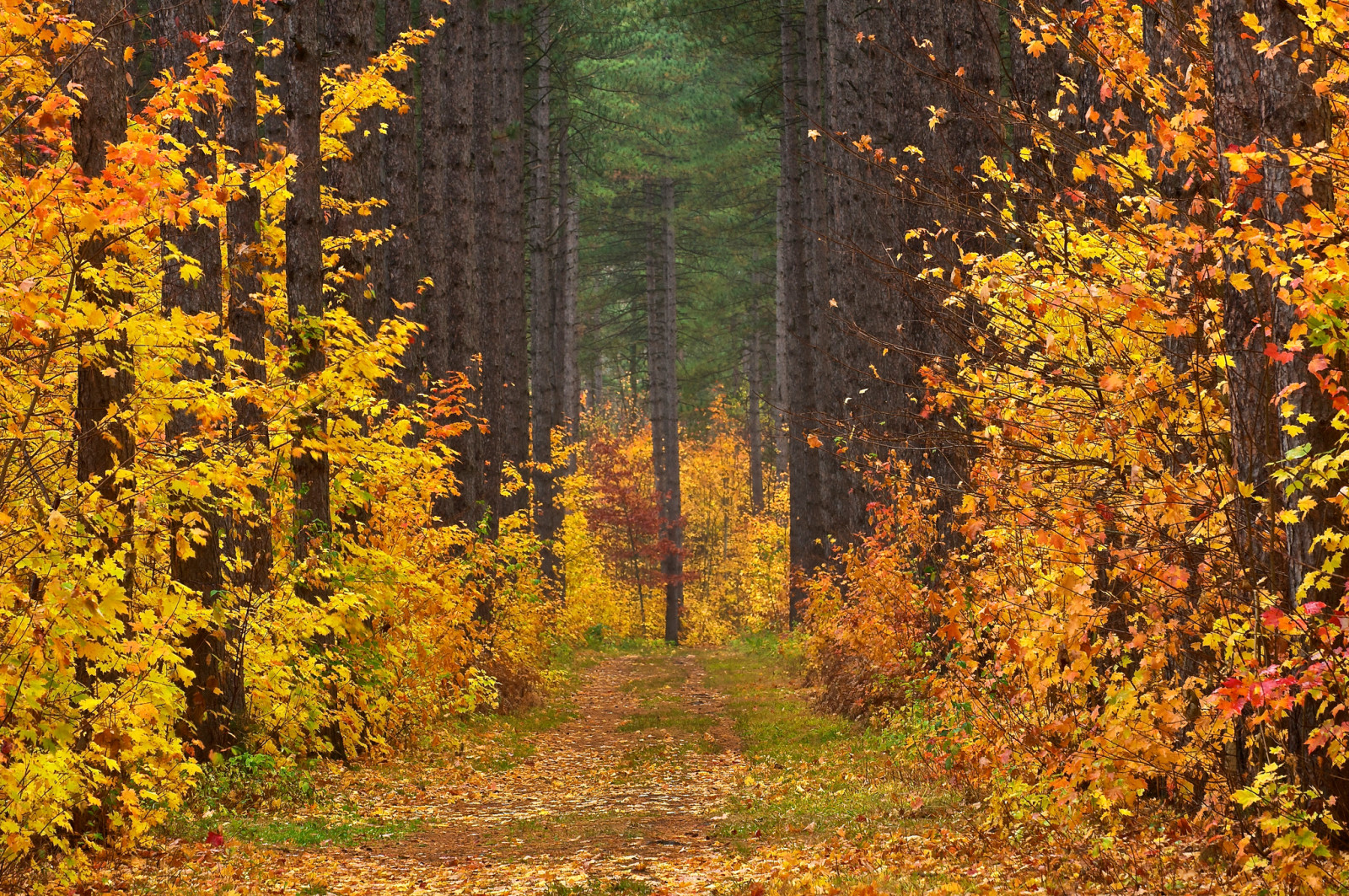 autumn, forest, landscape, road, trees, leaves, clearing