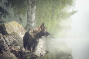 cane, ogni, nebbia, Guarda